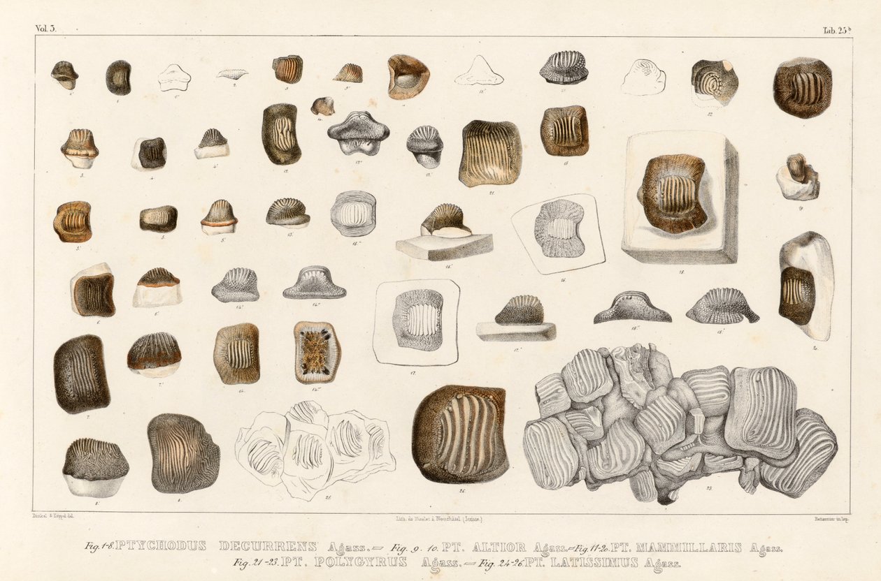 Ptychodus cinsinin farklı türlerinin dişlerini gösteren Cilt 3 Tablo 25b (fosil balıklar üzerine araştırmalar) by Louis Agassiz
