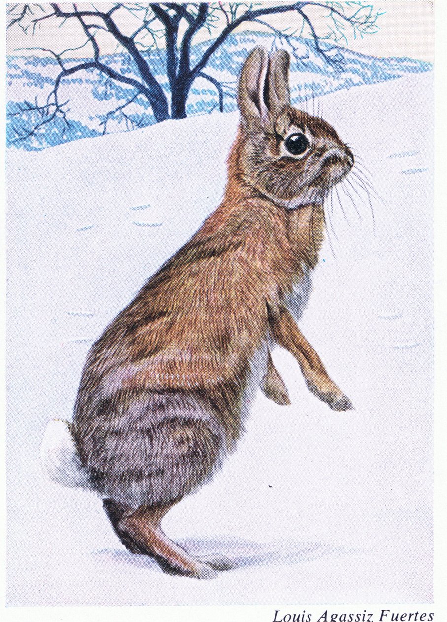 Dikkatli bir Cottontail by Louis Agassiz Fuertes