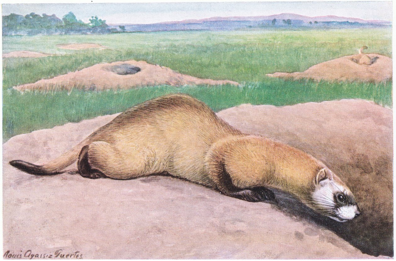 Kara Ayaklı Gelincik, siyah maske, ayaklar ve kuyruk ucu, Amerika'nın en nadir memelilerinden biri by Louis Agassiz Fuertes