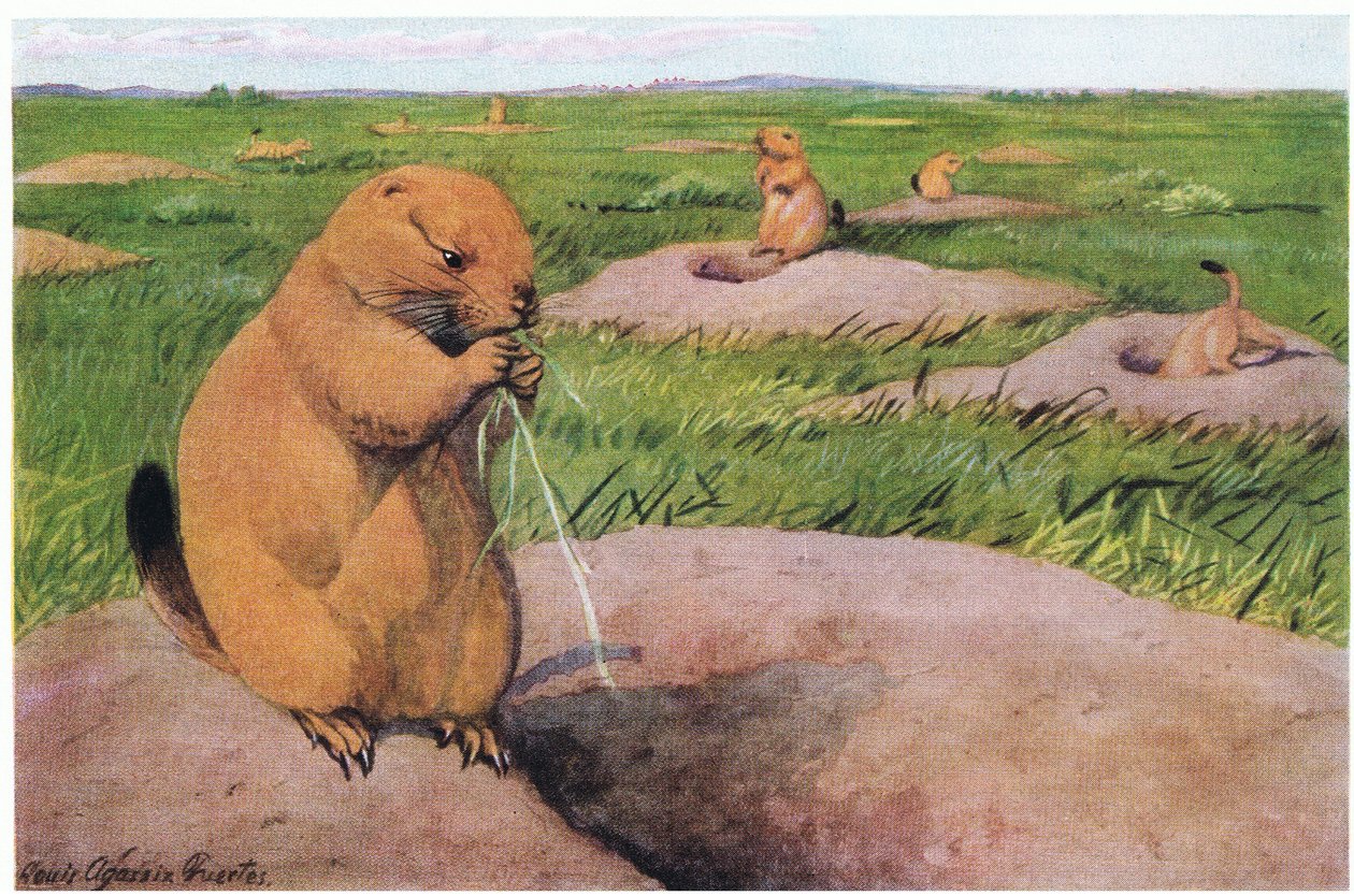 Kara Kuyruklu Çayır Köpekleri, engelsiz manzaralar için çimleri kısa tutuyor by Louis Agassiz Fuertes