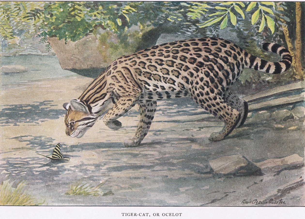 Bobcat veya Ocelot by Louis Agassiz Fuertes