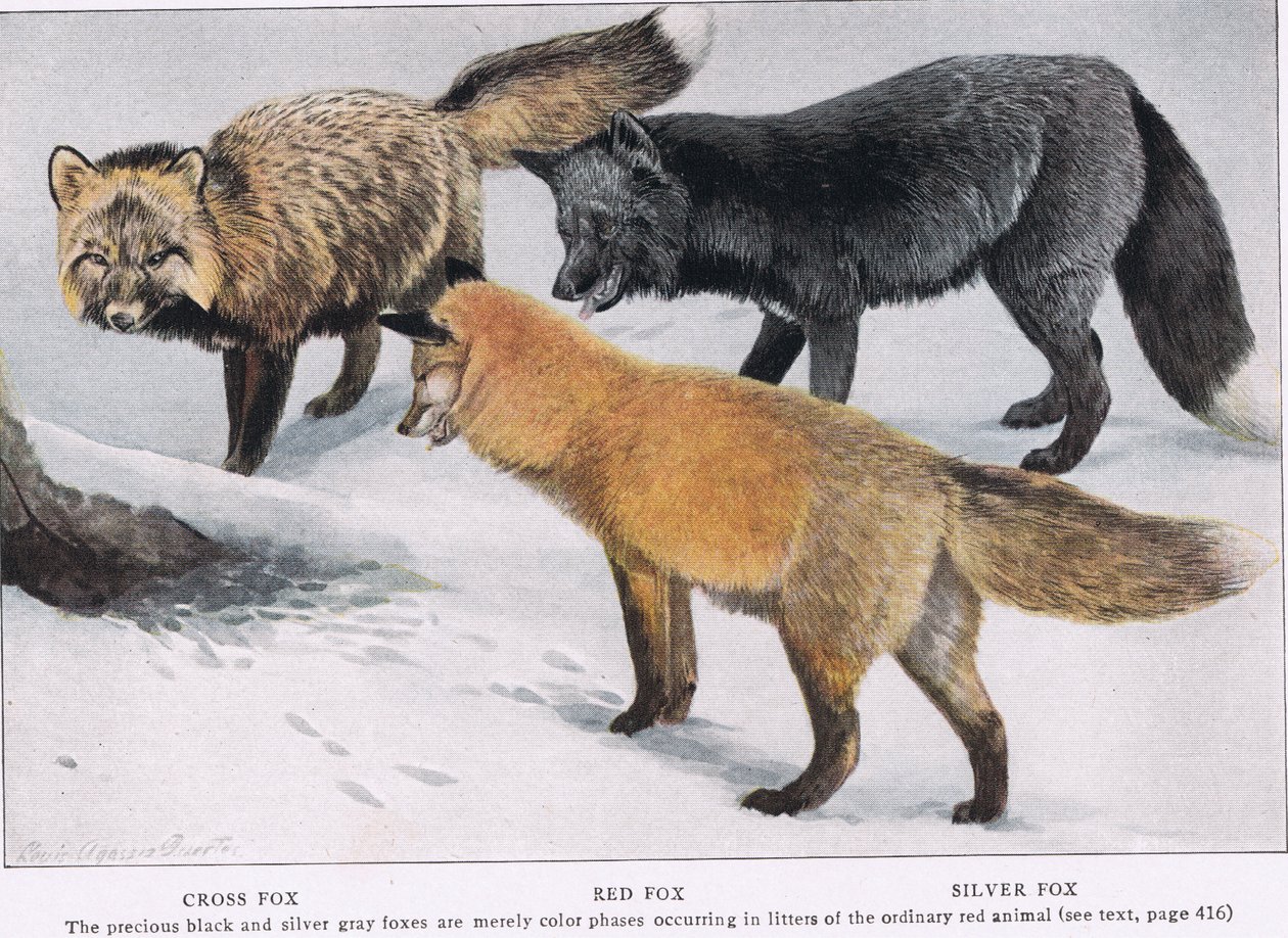 CrossRed ve Gümüş Tilkiler by Louis Agassiz Fuertes