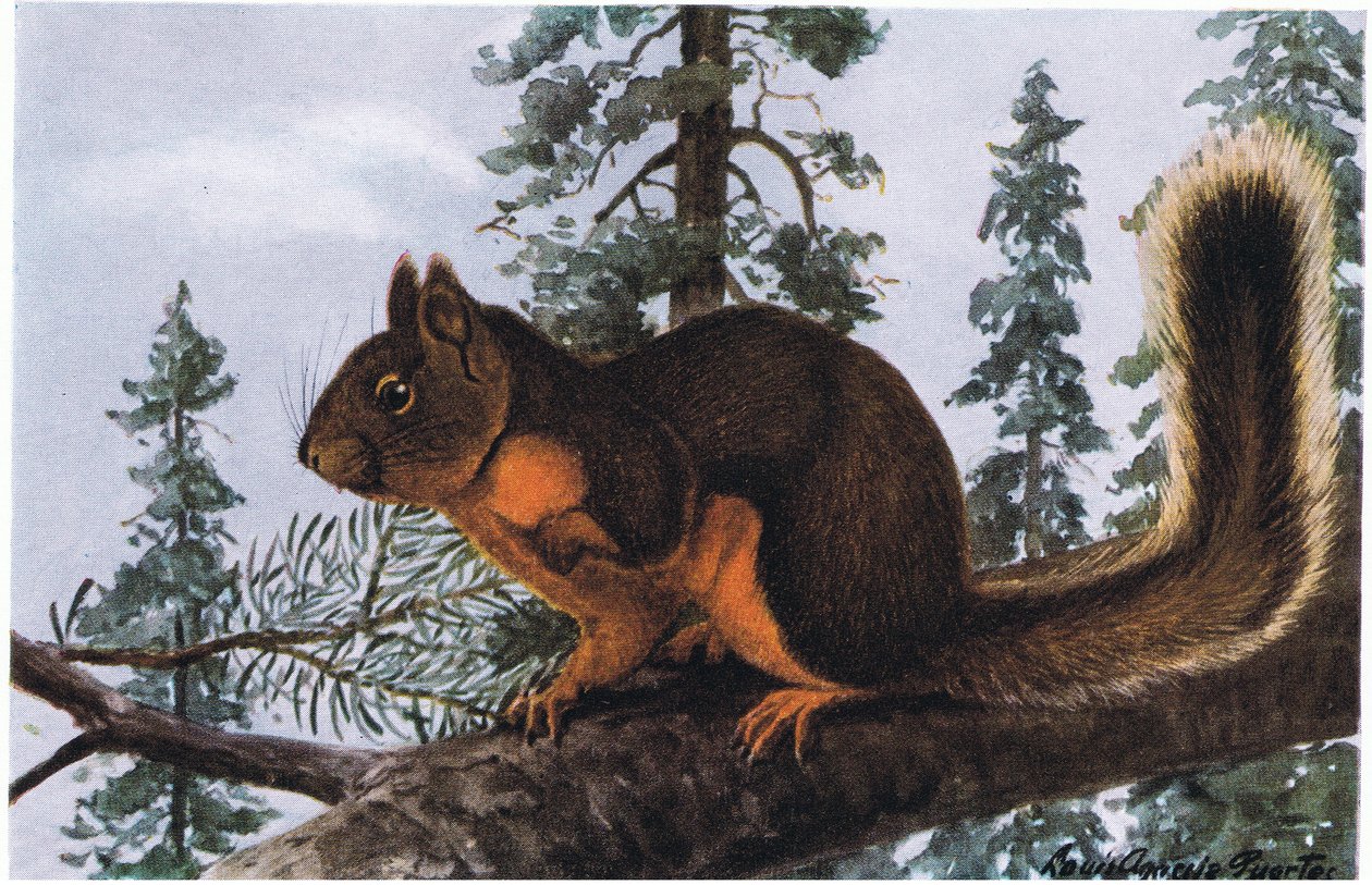 Douglas Squirrel, yükselen yaprak dökmeyen ağaçların arasında yaşıyor by Louis Agassiz Fuertes