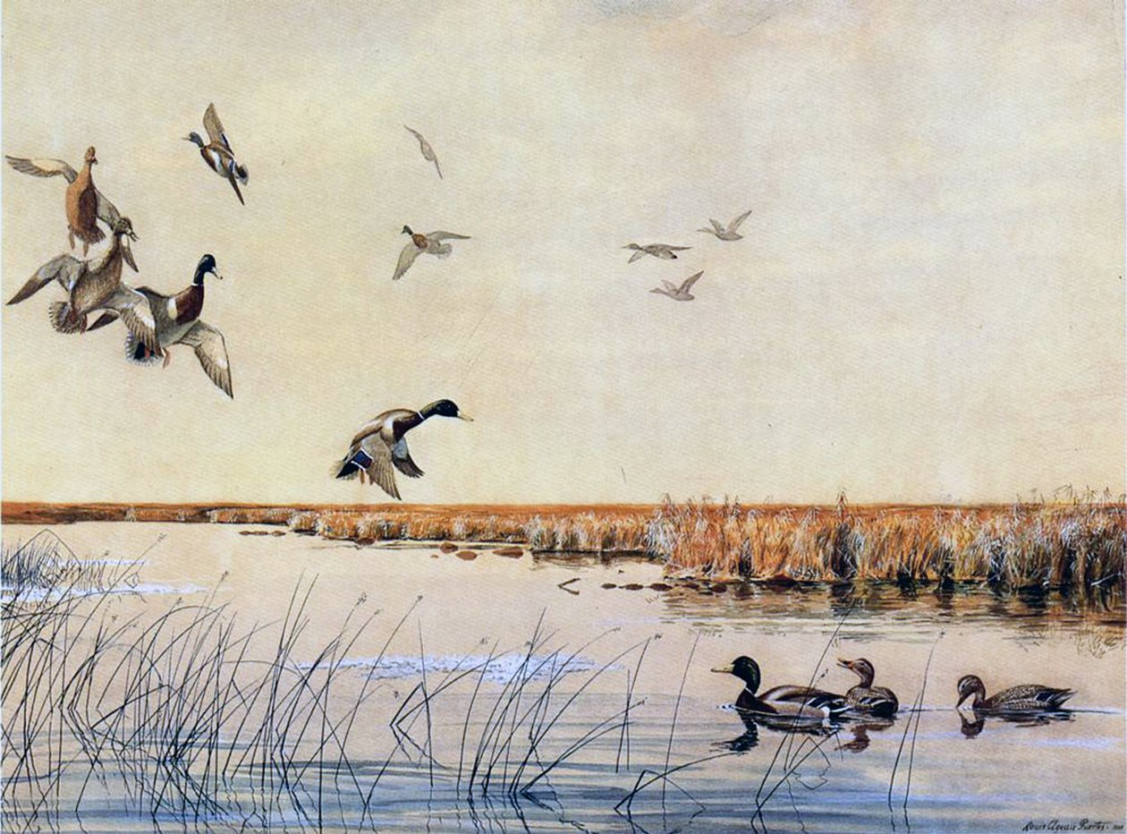 İniş yapan ördekler, 1919 by Louis Agassiz Fuertes