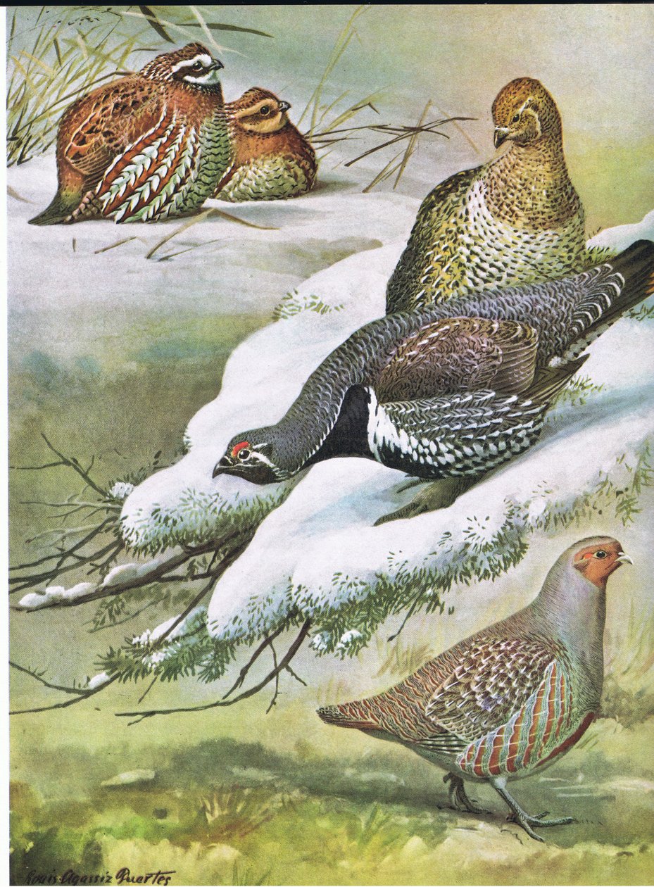 Eastern Bob-White, Canada Spruce Grouse, European Partridge  by Louis Agassiz Fuertes