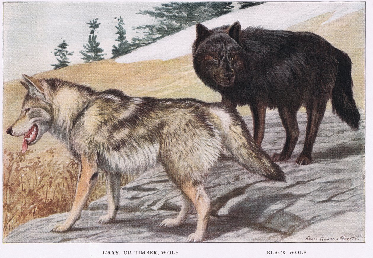 Gri veya Kereste Kurt by Louis Agassiz Fuertes