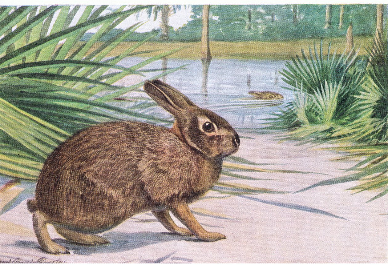 Marsh Rabbit-karada yavaş ama ayak parmakları açıkken hızlı yüzüyor by Louis Agassiz Fuertes