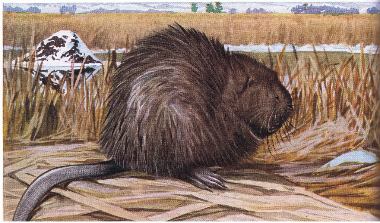 Muskrat, kubbe şeklinde bir hücum evi inşa ediyor by Louis Agassiz Fuertes