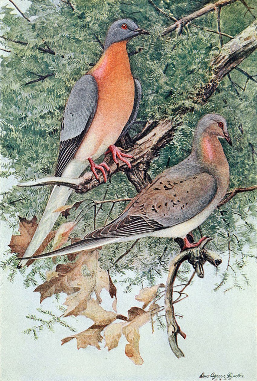 ಪ್ಯಾಸೆಂಜರ್ ಪಾರಿವಾಳಗಳ ಜೋಡಿ, 1906 ಟರ್ಕ್ by Louis Agassiz Fuertes