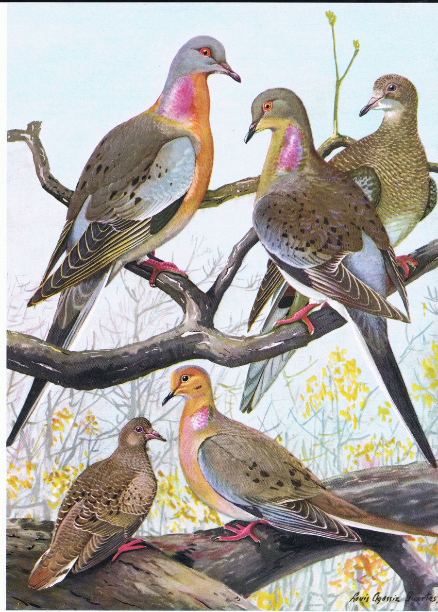 Passenger Pigeon, Eastern Morning Dove  by Louis Agassiz Fuertes