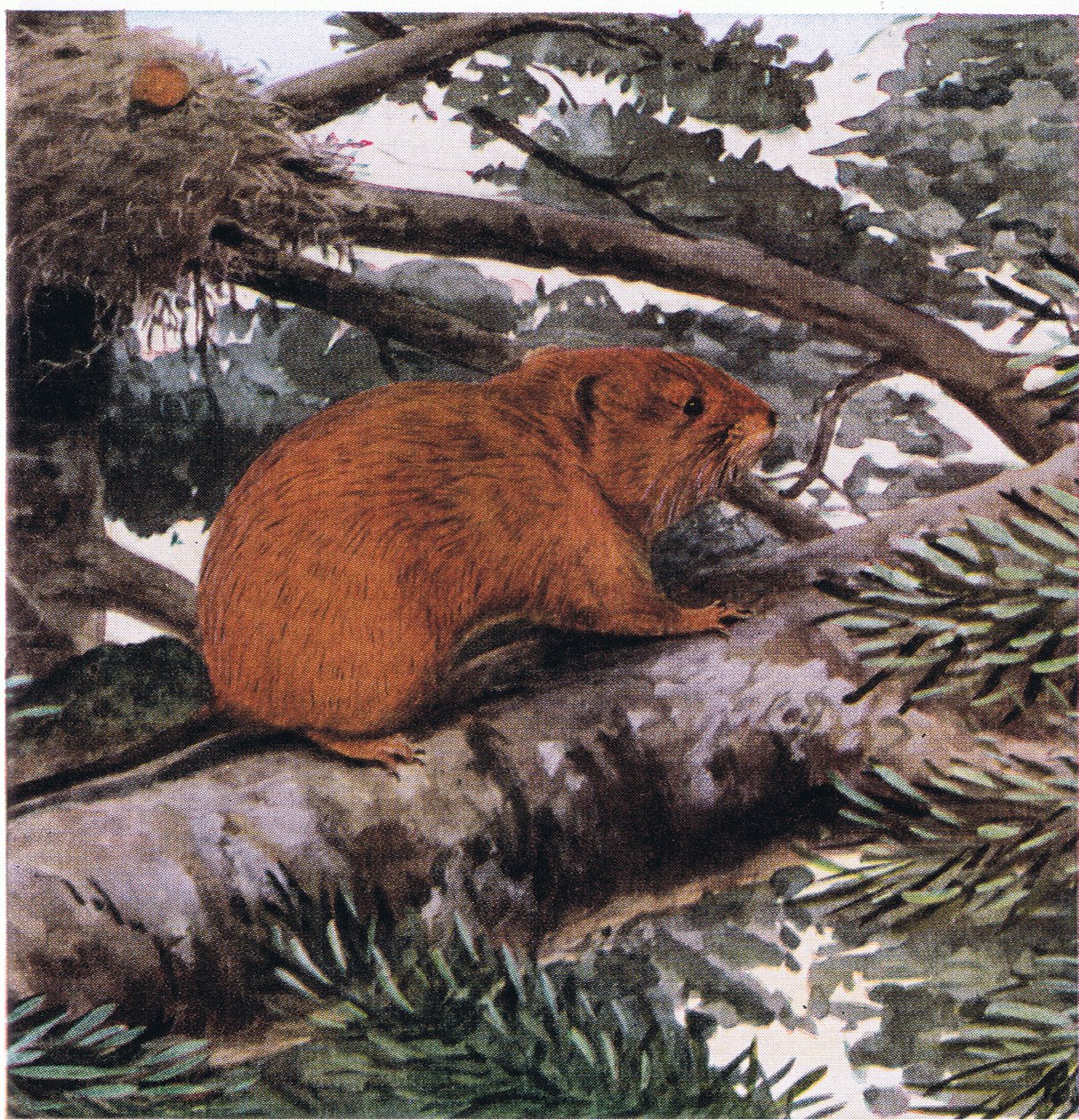 Red Tree Mouse, Pasifik Kıyısı ormanlarının tepesinde yaşıyor by Louis Agassiz Fuertes