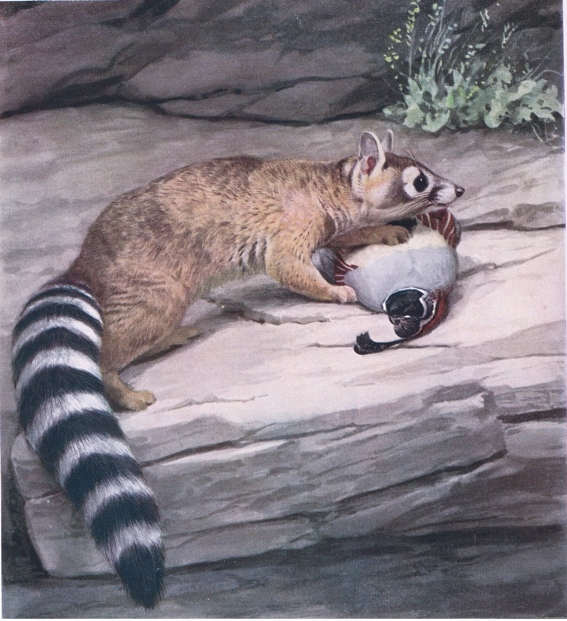 Bıldırcın ile keskin gözlü Ringtail by Louis Agassiz Fuertes