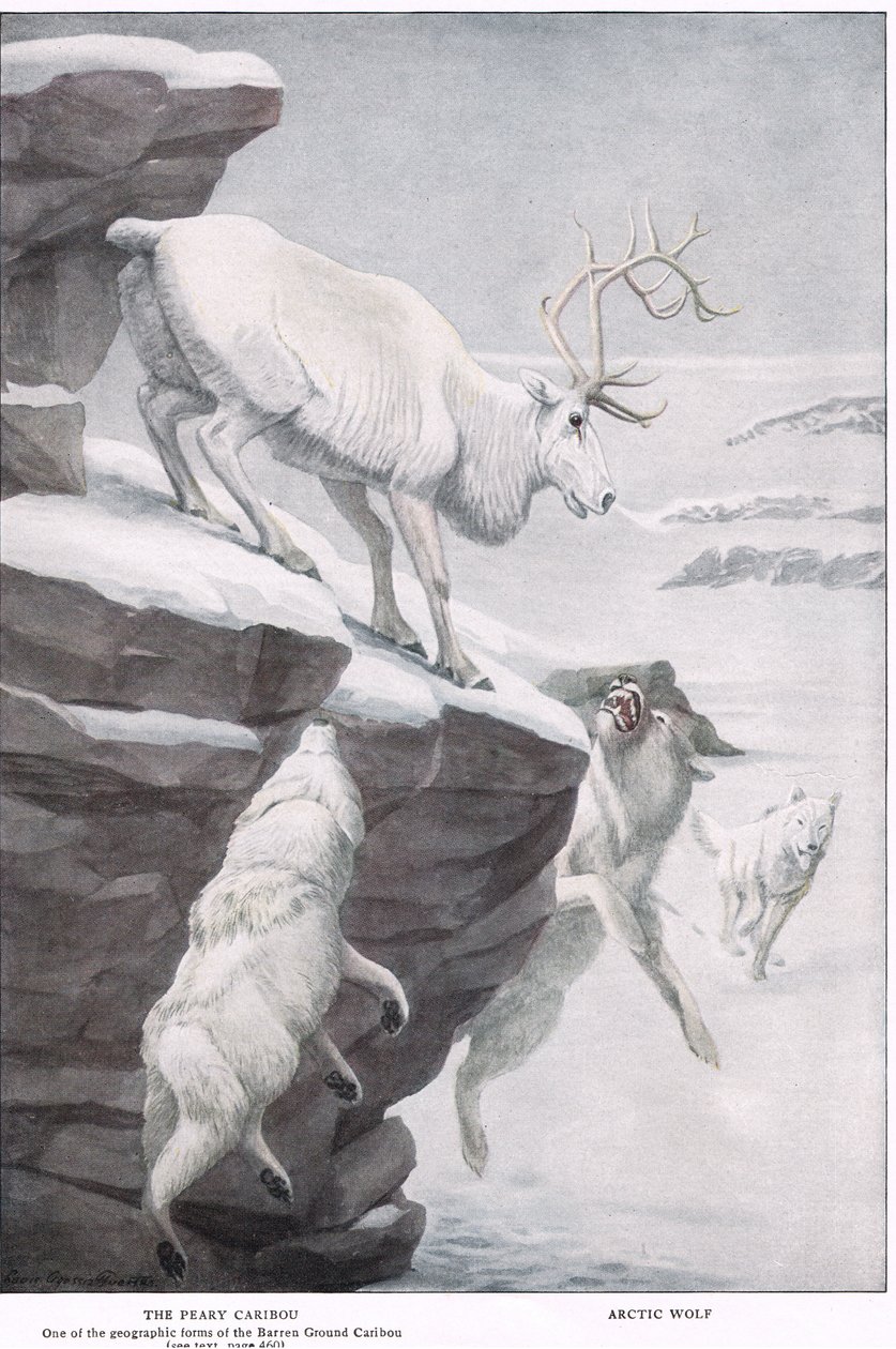 Peary Caribou by Louis Agassiz Fuertes