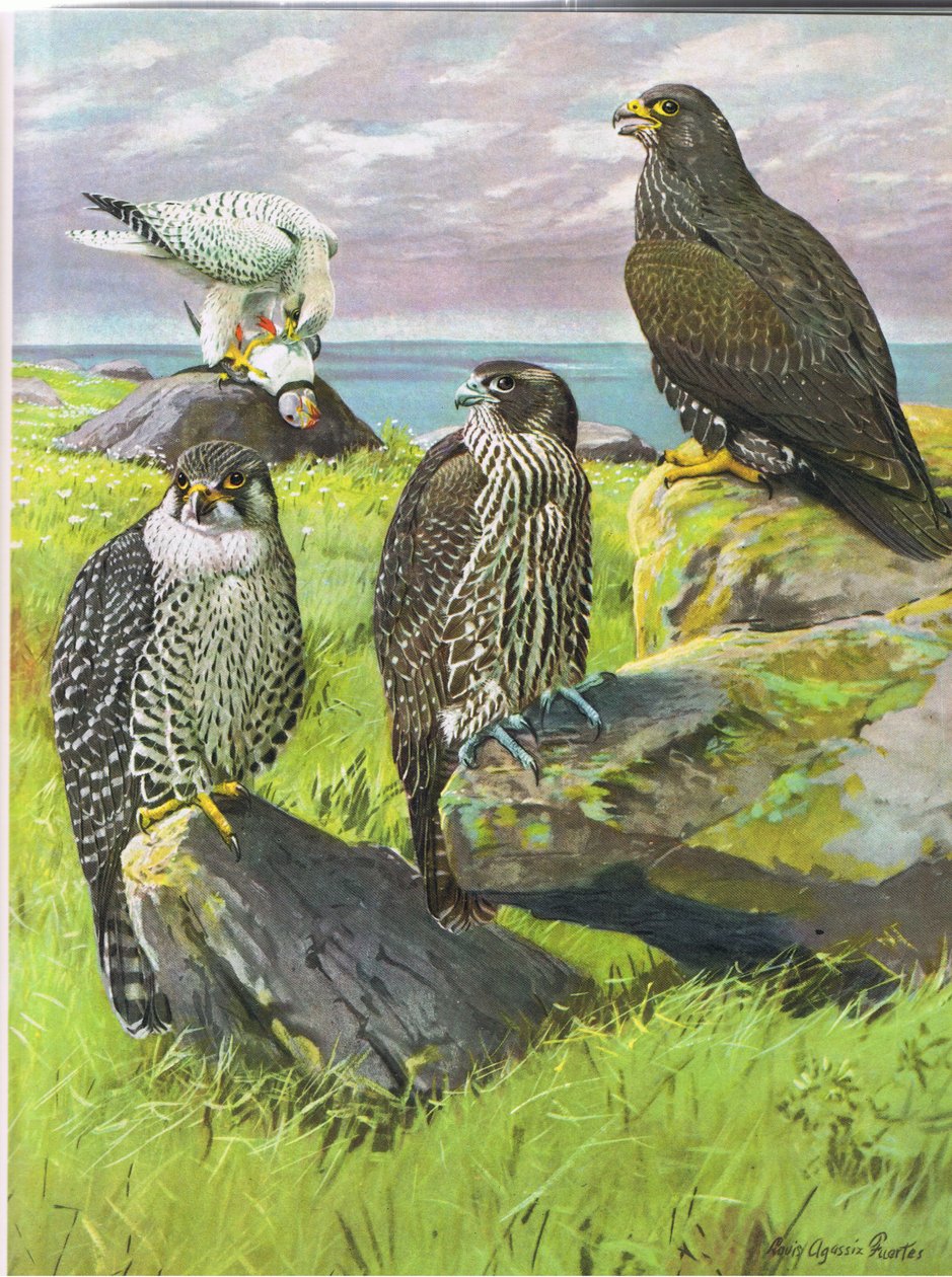 Bald Eagle, American Golden Eagle, American Rough Legged Hawk by Louis Agassiz Fuertes