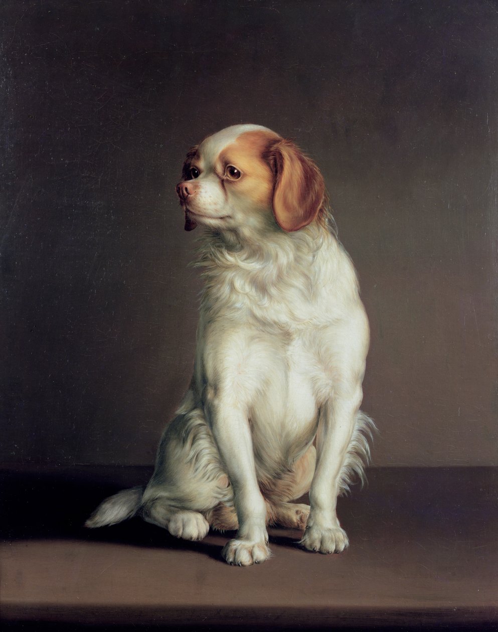 Bir Kral Charles Spaniel