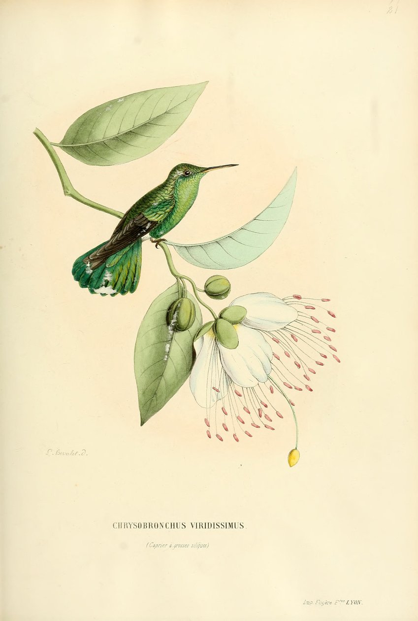 Polytmus Teresa Teresa by Louis Victor Bevalet