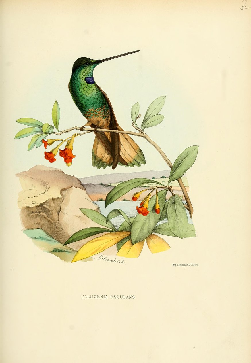 Calligenia öpücüğü = Coeligena öpücüğü by Louis Victor Bevalet