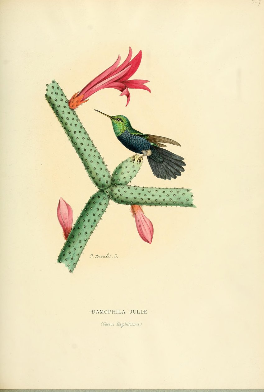 Damophila julia by Louis Victor Bevalet