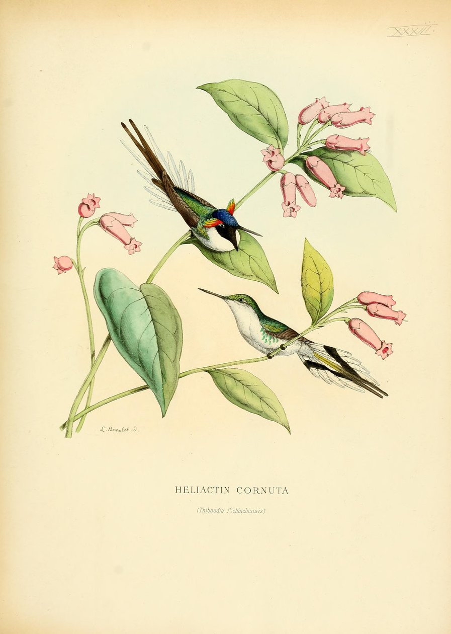 heliaktin kornuta by Louis Victor Bevalet