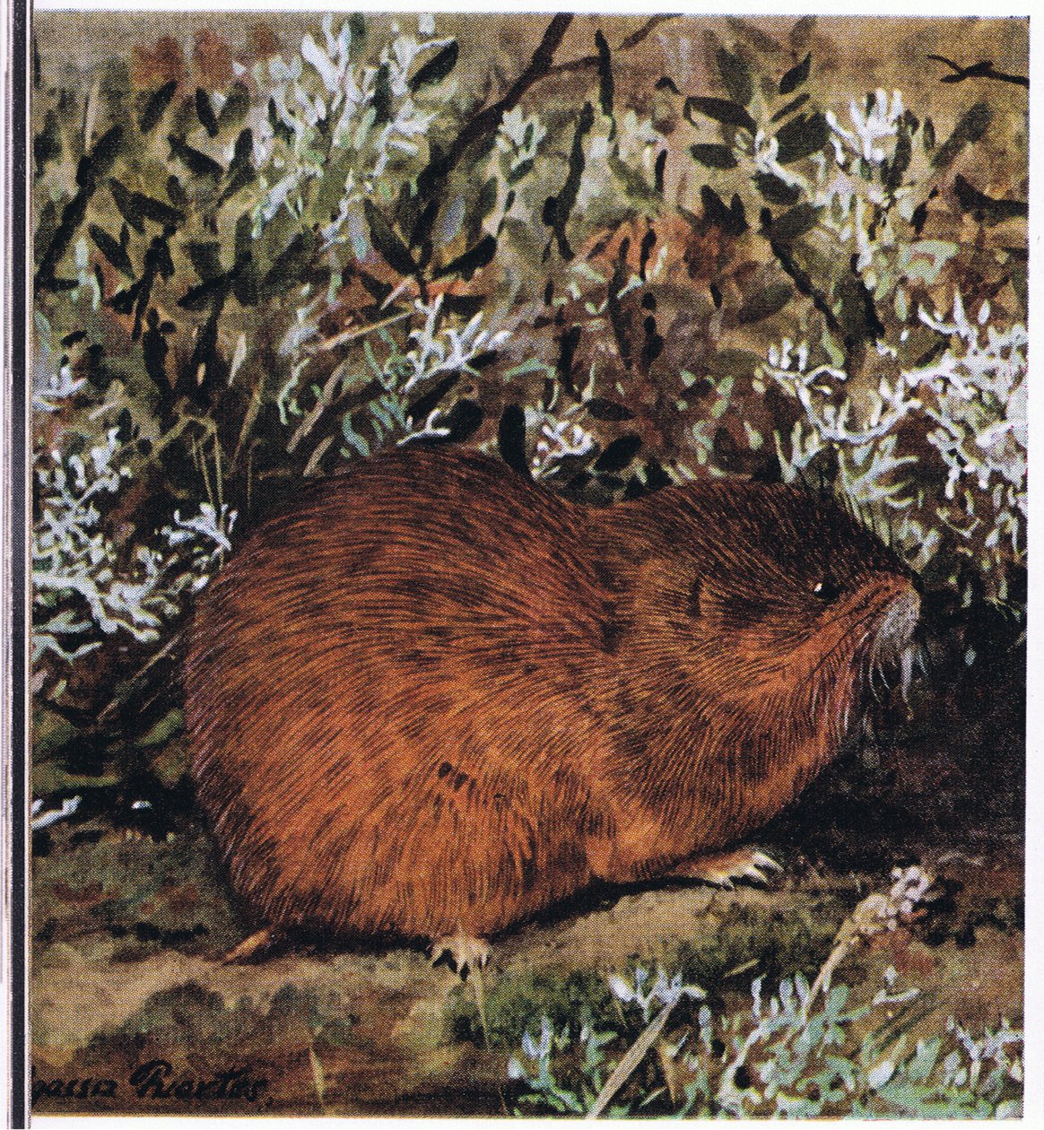 Brown Lemming, petek tünellerinde yaşayan tıknaz bir kemirgen by Louis Agassiz Fuertes