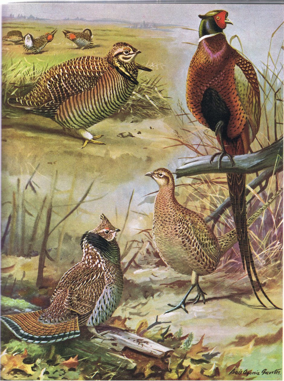 Heath Hen, Ring Necked Pheasant, Eastern Ruffed Grouse  by Louis Agassiz Fuertes