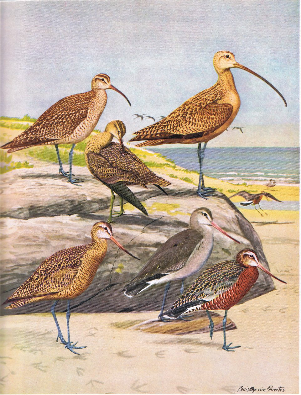 Hudsonian Curlew, Eskimo Curlew, Long Billed Curlew, Marbled Godwit, Hudsonian Godwit  by Louis Agassiz Fuertes