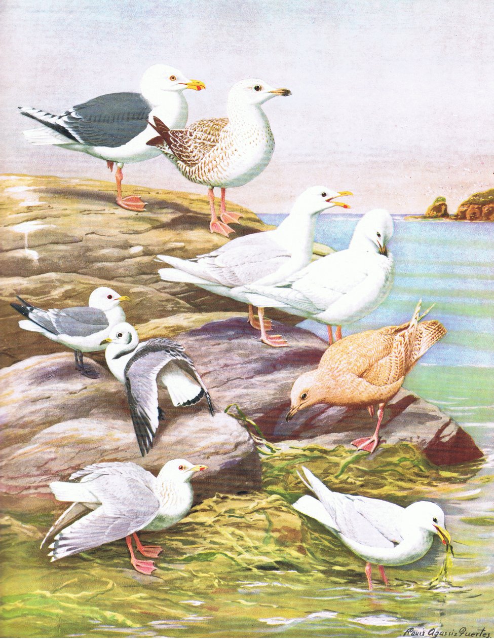 Illustration from The Natural History of American Birds of Eastern and Central Nort America pub. by Bramhall House c.1970  by Louis Agassiz Fuertes
