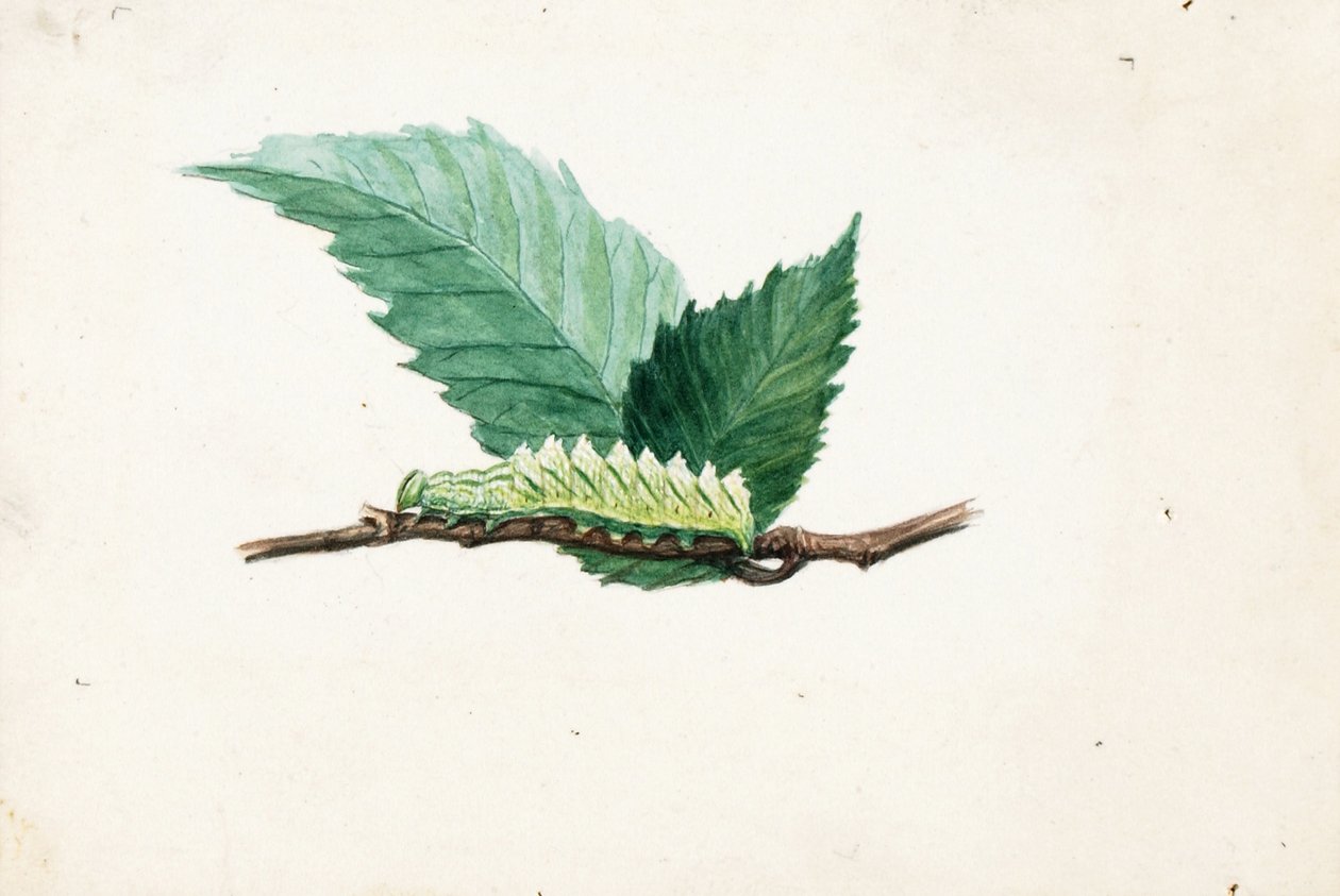  by Louis Agassiz Fuertes