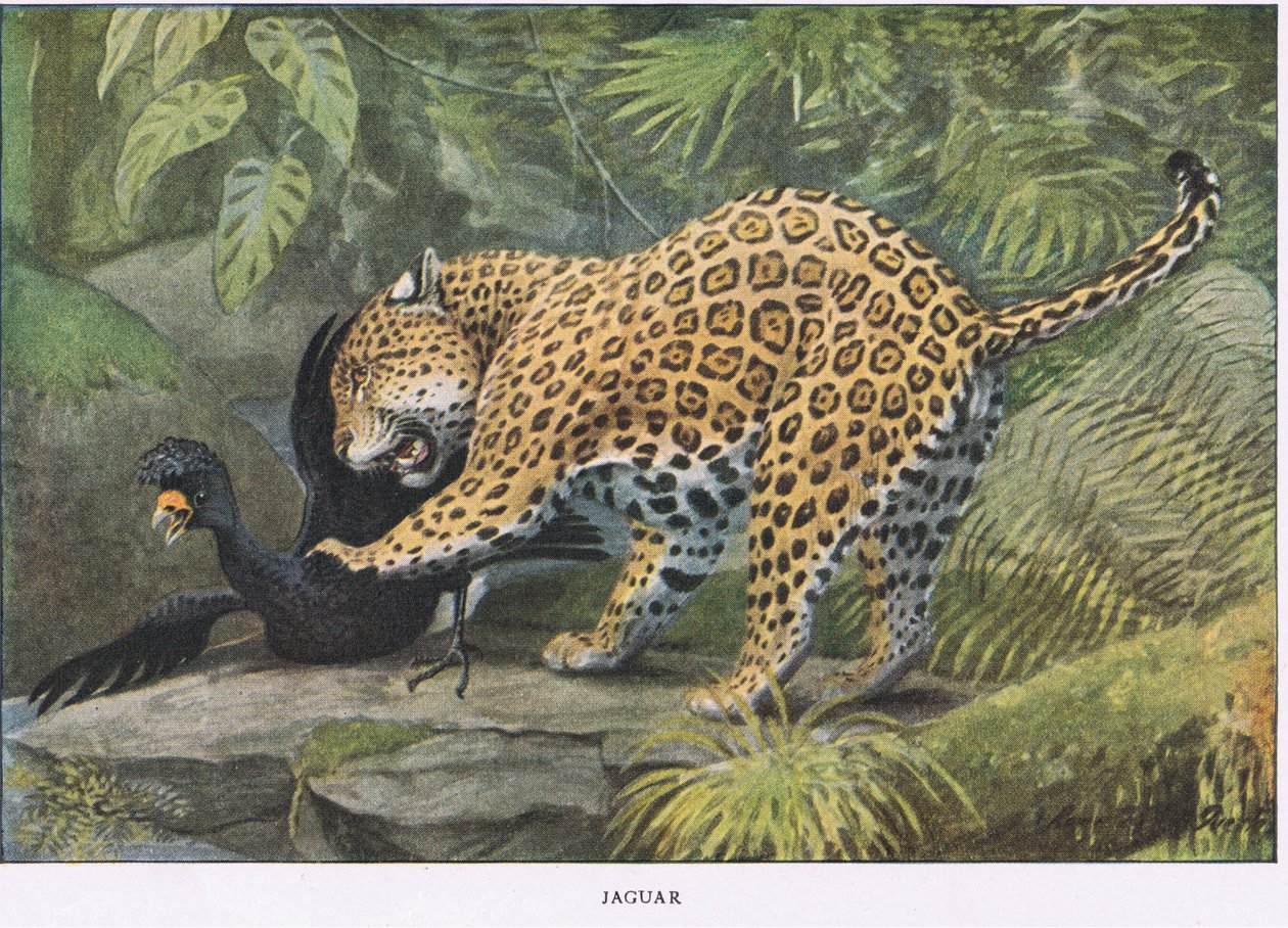Jaguar by Louis Agassiz Fuertes