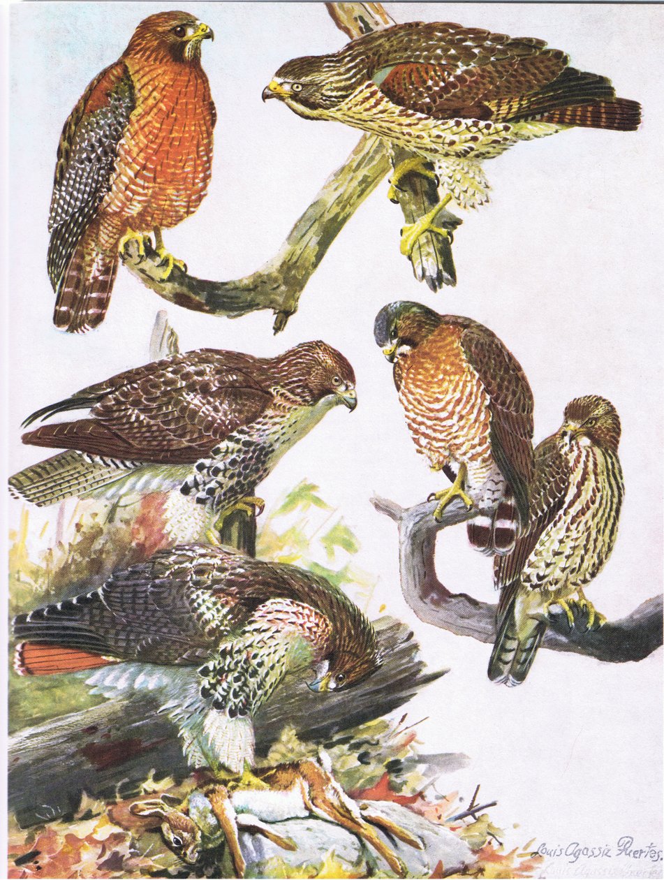 Northern Red Shouldered Hawk, Eastern Red Tailed Hawk, Broad Winged Hawk  by Louis Agassiz Fuertes