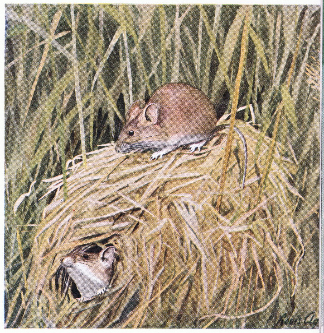 Western Harvest Mouse, çimenli bir yuvada yaşar ve ürer by Louis Agassiz Fuertes
