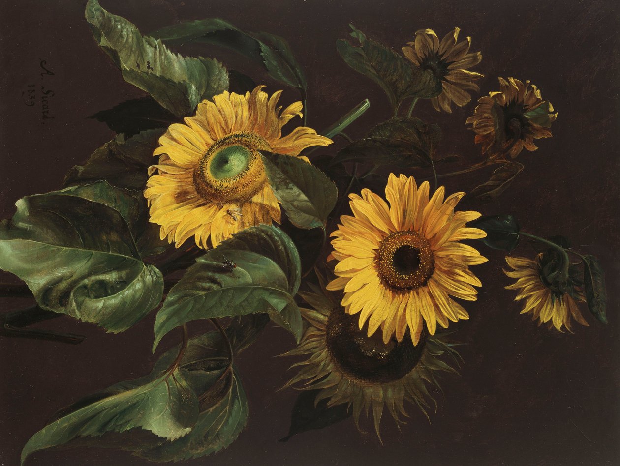Ayçiçekleri, 1839 by Louis Apollinaire Sicard
