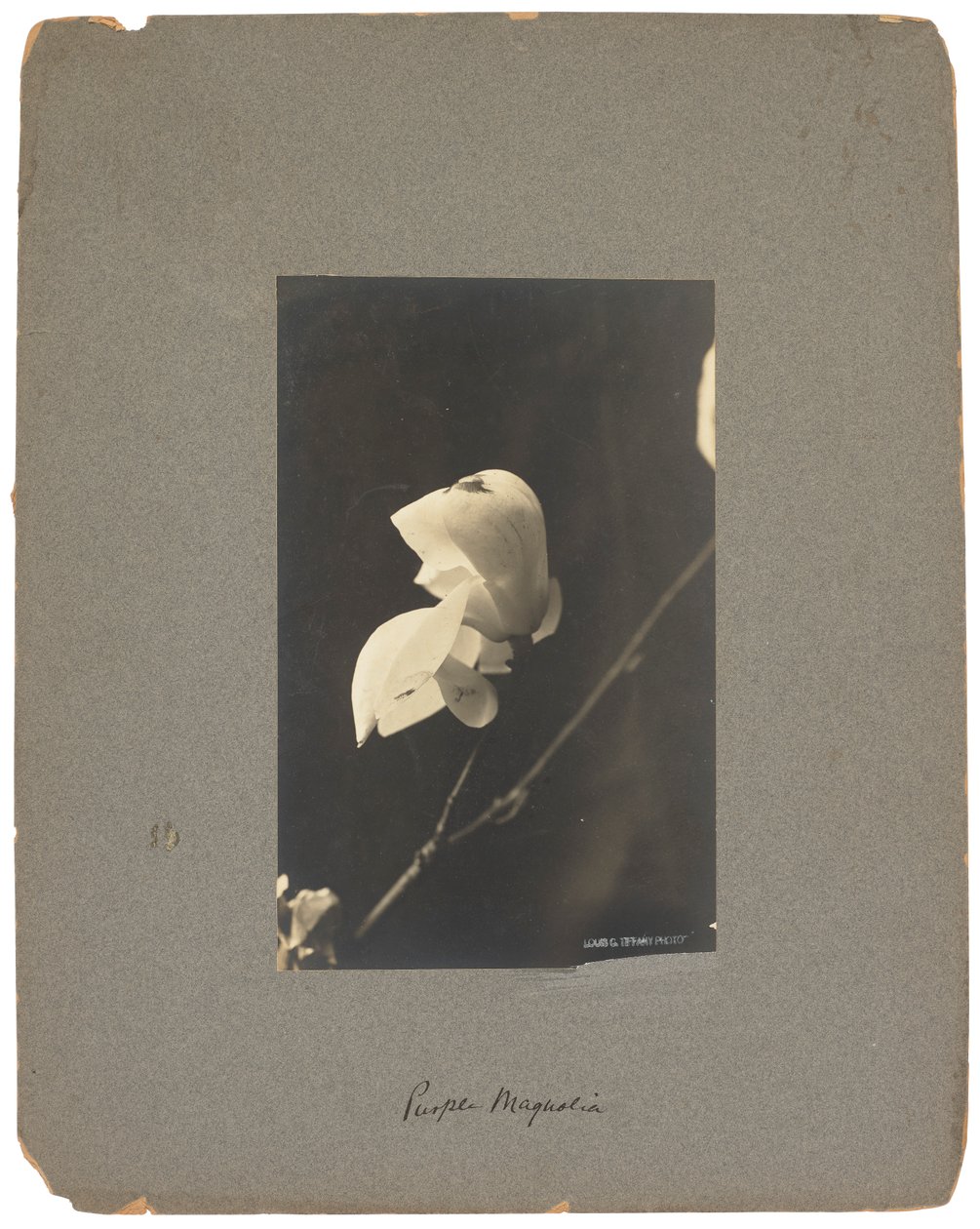 Tiffany Studios, 1898-1920 dolayları (fotoğraf s/b) by Louis Comfort Tiffany