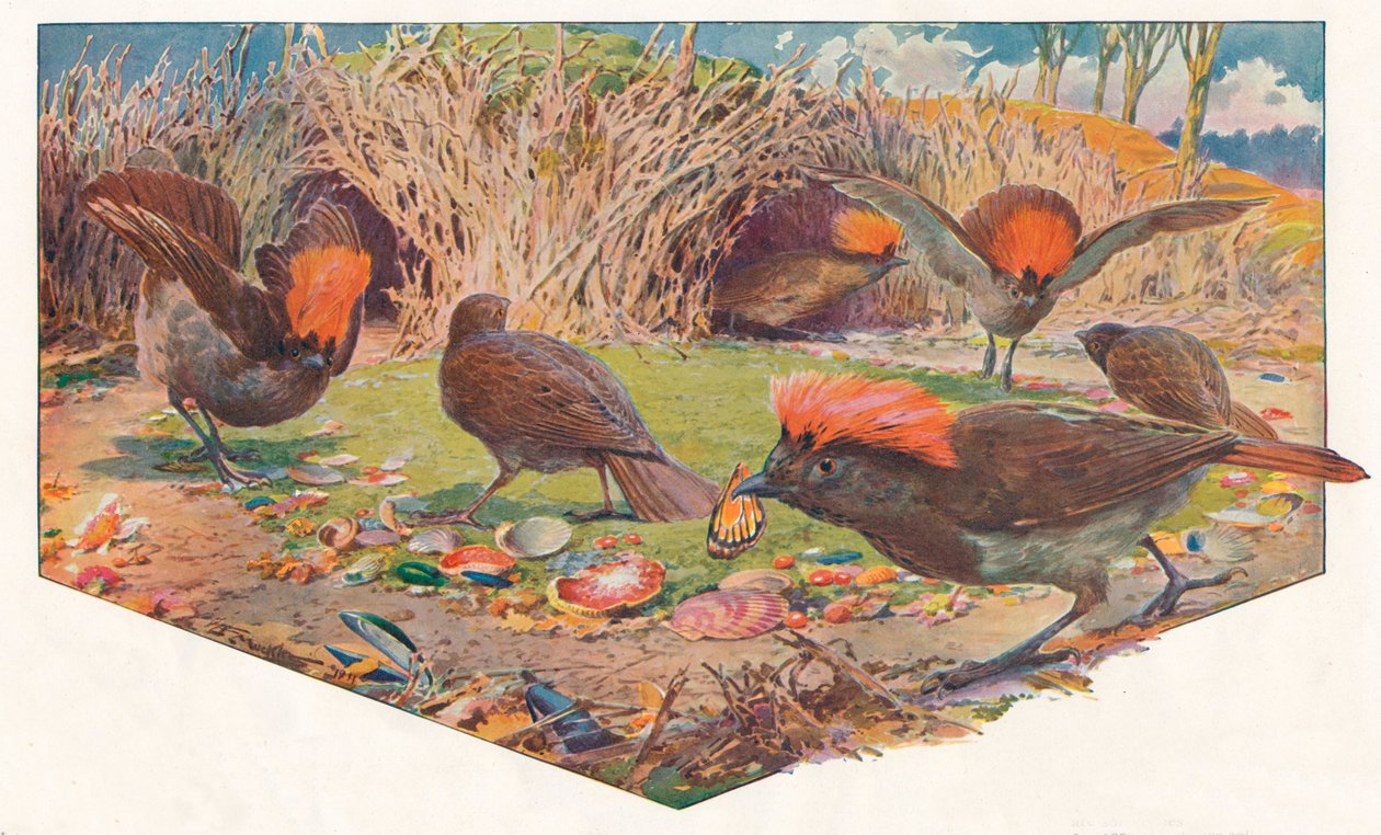 Bahçıvan Bower Kuşları, 1911, 1911 by Louis Fairfax Muckley