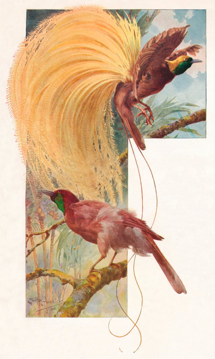 Büyük Cennet Kuşları, 1910, 1911 by Louis Fairfax Muckley