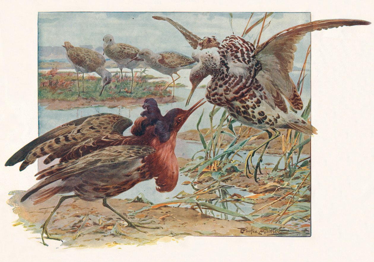 Ruffs ve Reeves, c1910, 1911 by Louis Fairfax Muckley