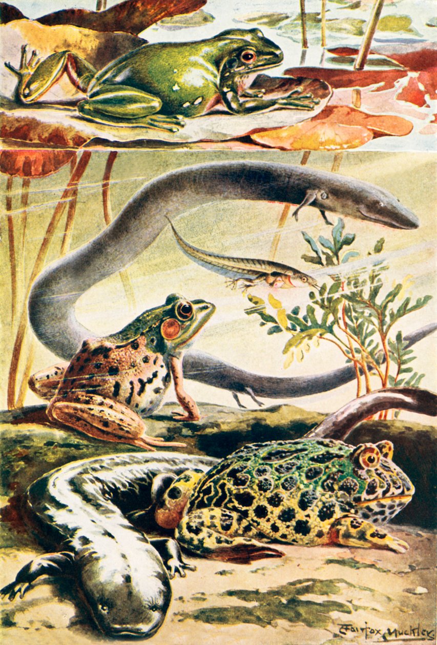 Altı tipik amfibi (renkli lito) by Louis Fairfax Muckley
