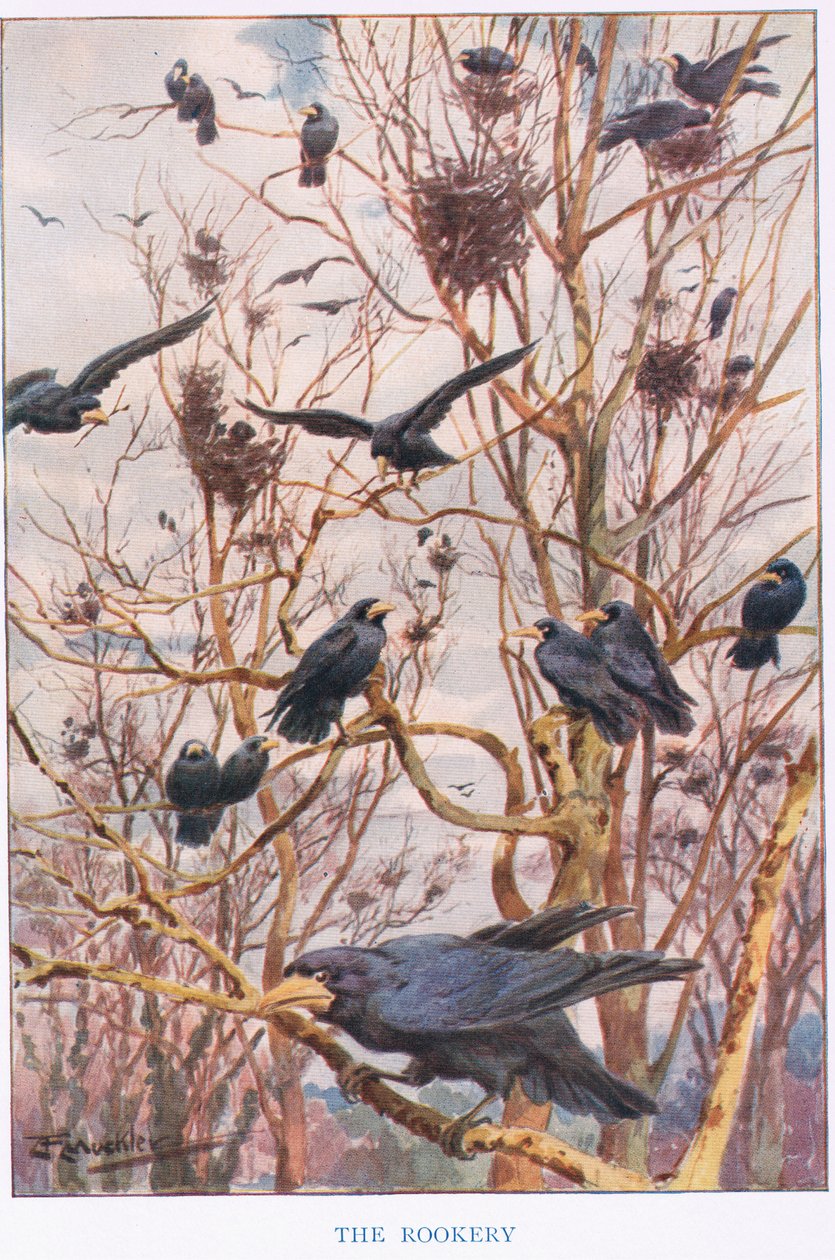 The Rookery, 
