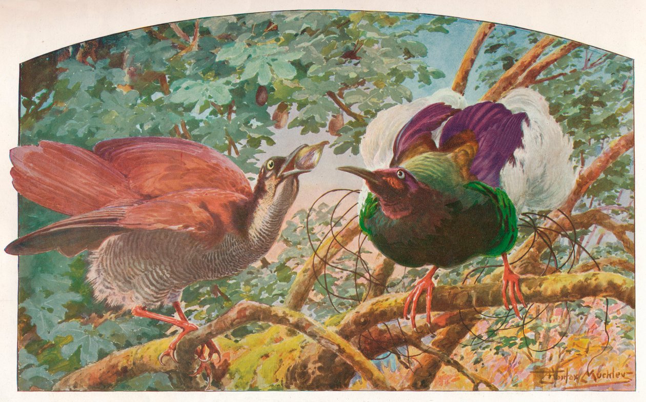On İki Telli Cennet Kuşları, c1910, 1911 by Louis Fairfax Muckley