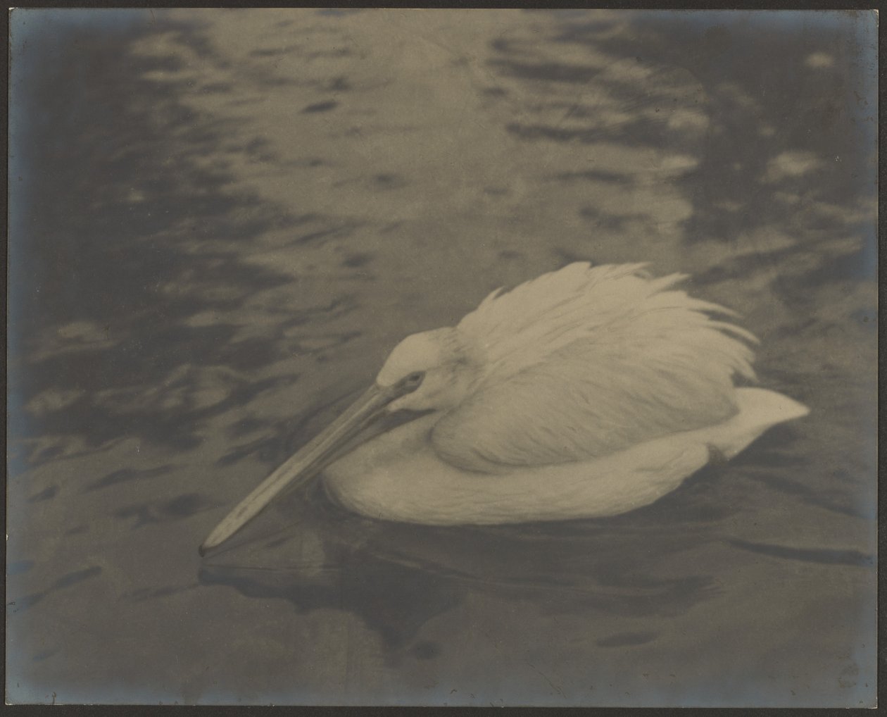  by Louis Fleckenstein