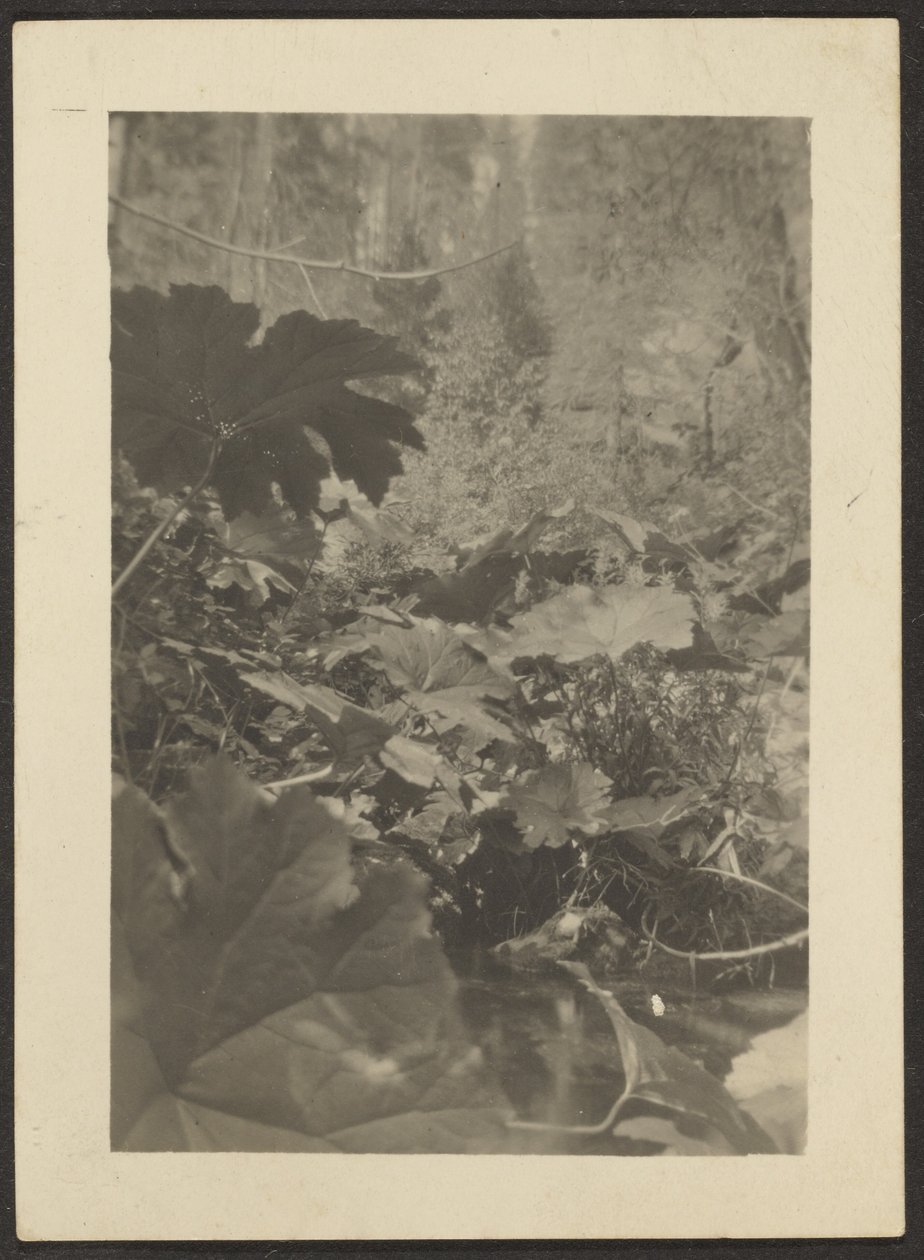  by Louis Fleckenstein