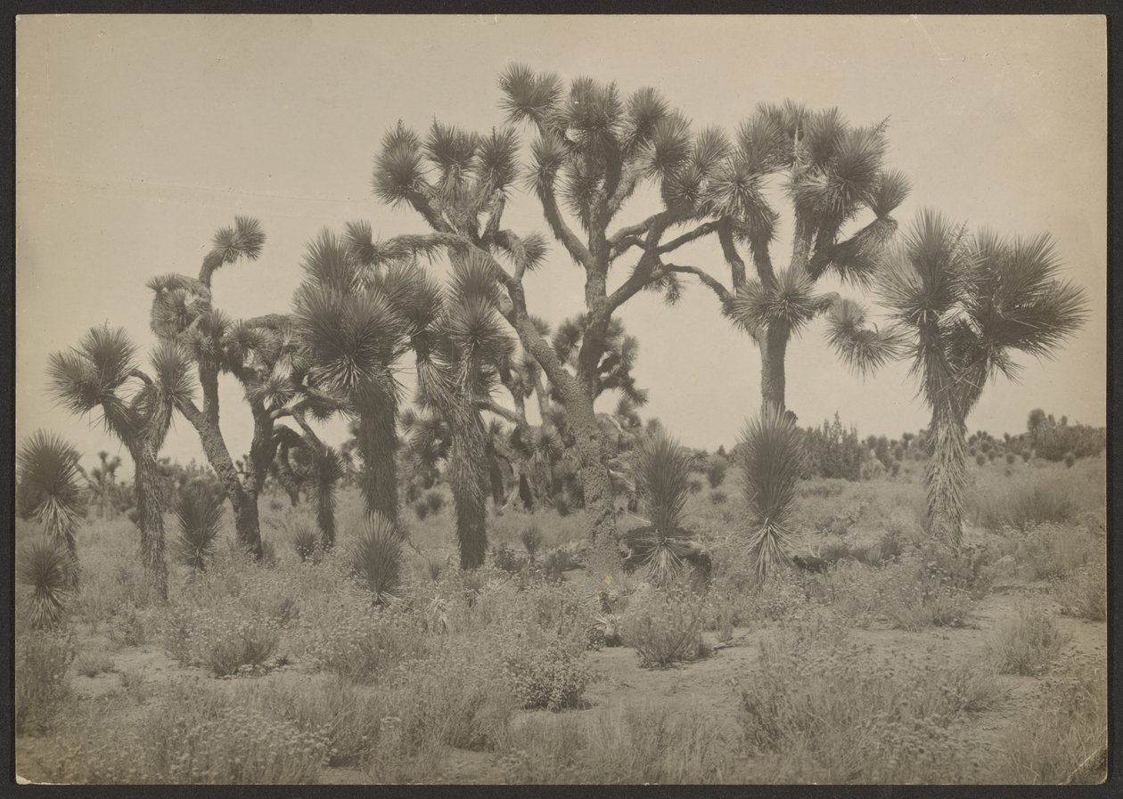  by Louis Fleckenstein