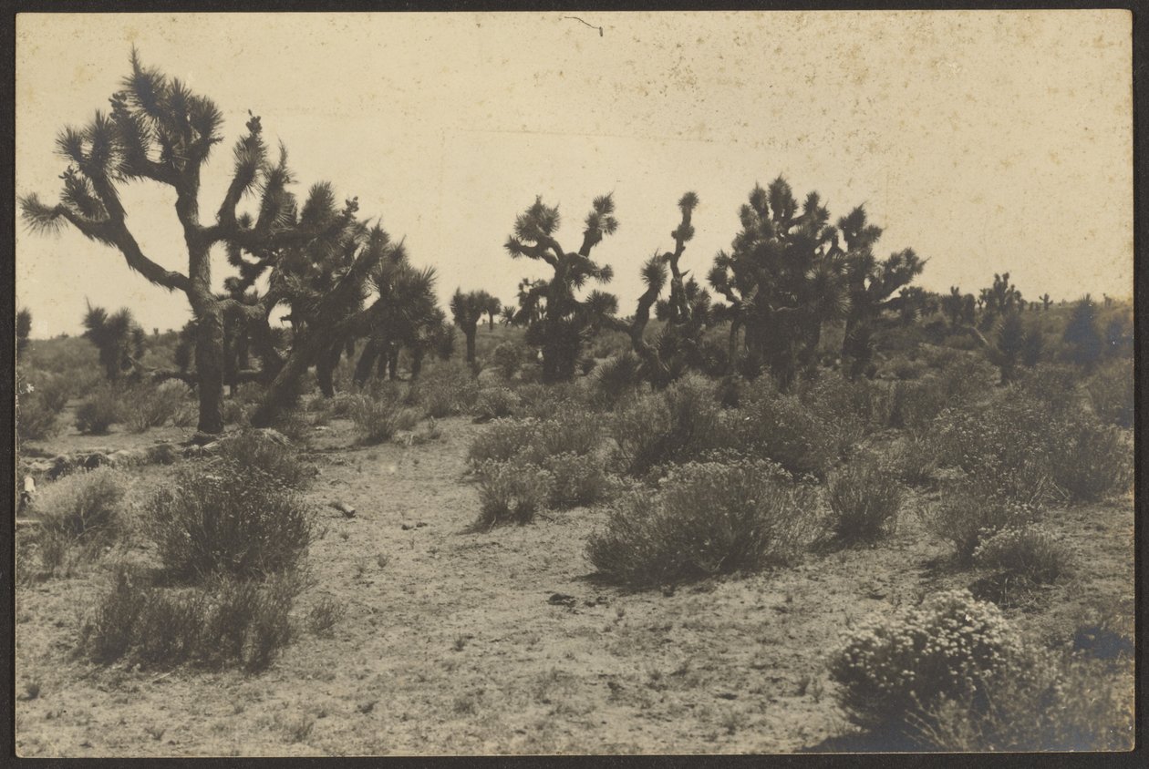  by Louis Fleckenstein