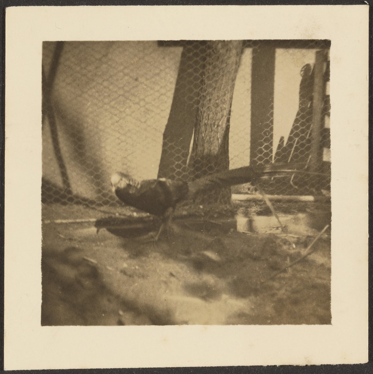  by Louis Fleckenstein