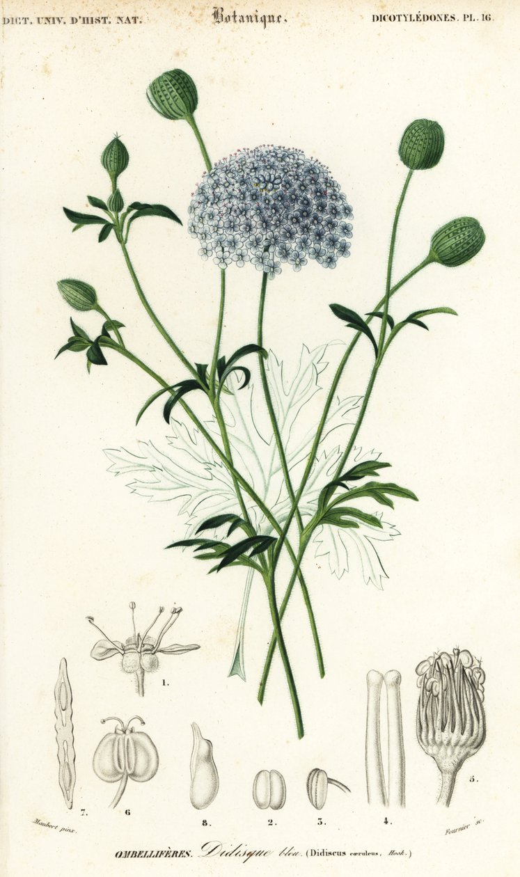 Mavi dantel çiçeği, Trachymene coerulea. ,1849 (gravür) by Louis Joseph Edouard Maubert