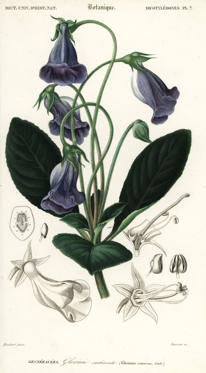 Brezilya gloxinia, Sinningia speciosa., 1849 (gravür) by Louis Joseph Edouard Maubert