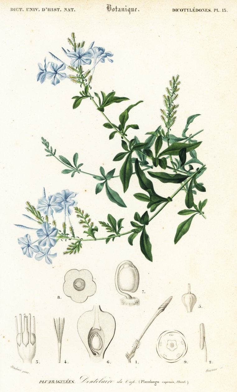 Cape leadwort, Plumbago auriculata, 1849 (gravür) by Louis Joseph Edouard Maubert