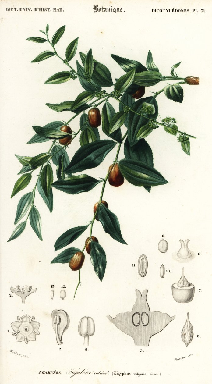Çin tarihi veya hünnap, Ziziphus hünnap. ,1849 (gravür) by Louis Joseph Edouard Maubert