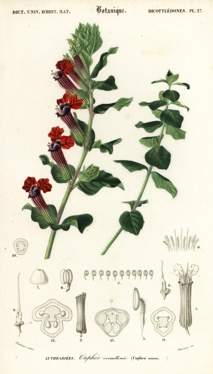 Puro bitkisi, Cuphea llavea. ,1849 (gravür) by Louis Joseph Edouard Maubert