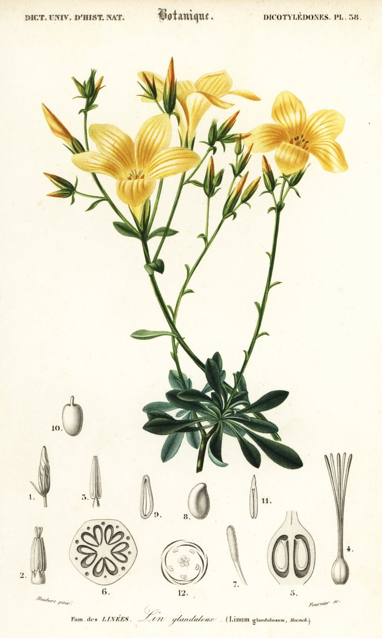 Keten, Linum campanulatum., 1849 (gravür) by Louis Joseph Edouard Maubert